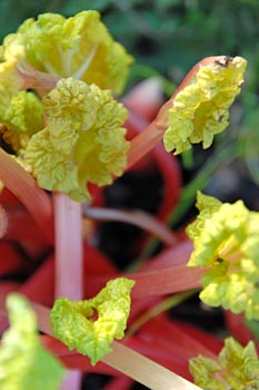 Young rhubarb plant in our garden