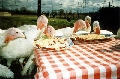 Turkeys celebrate Thanksgiving (from Farm Sanctuary)