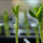 broad bean seedlings