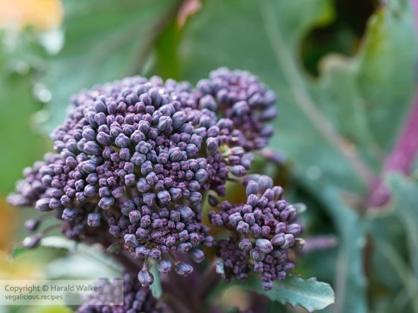 Purple Sprouting Broccoli on Pasta